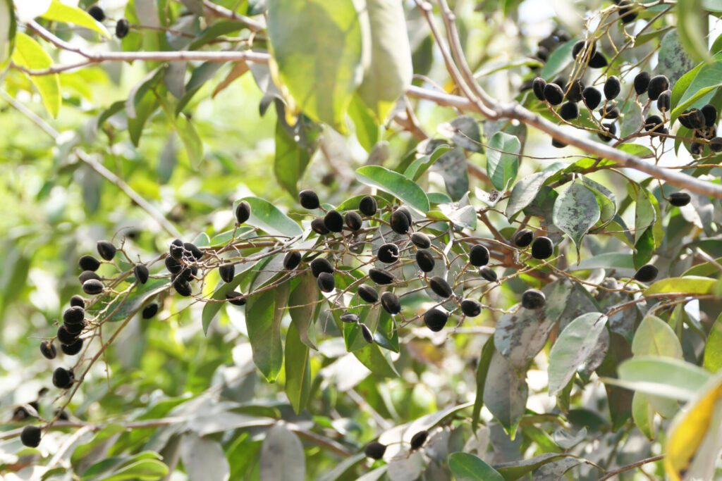 Le « Solom » : Bienfaits, Méthodes d'Utilisation et Comparaison avec le Moringa 3 Le « Solom » : Bienfaits, Méthodes d'Utilisation et Comparaison avec le Moringa